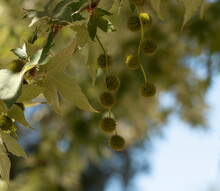 California Sycamore Seed Pods