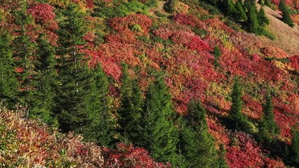 Sticker - Autumn colors in the mountains
