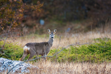 Wall Mural - Wild roe deer Capreolus capreolus standing in the wild. Close up