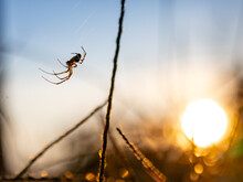 Spider On The Web In The Garden At Sunset. Selective Focus