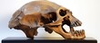 Diprotodon s skull the biggest marsupial ever With copyspace for text