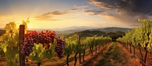 Italian Sangiovese Grape Variety Grown In A Vineyard At Sunset In Castellina In Chianti Tuscany Italy With Copyspace For Text