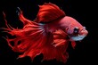 A startled betta fish (red) trembling. Generative AI