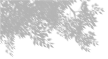 Wall Mural - shadow sunlight shade tree branches leaves on transparent backgrounds 3d rendering png