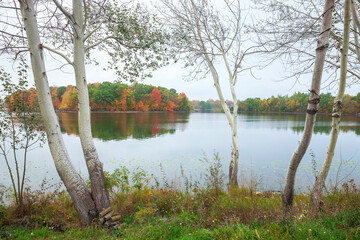 Wall Mural - calm minnesota lake with trees in fall color and white poplars on foreground shore