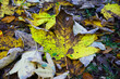 Ahornblatt vom Herbst stark verfärbt