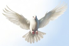 White Dove Flying, White Background, Concept Of Peace Amid War. Generative AI