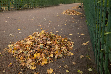 Wall Mural - a bunch of autumn leaves on a park path, cleaning up fallen leaves