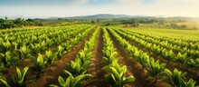 Bird S Eye View Of Banana Trees In A Field With Copyspace For Text