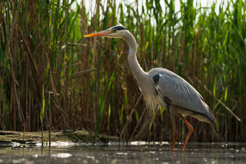 Wall Mural - grey heron in the marsh