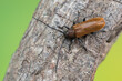 a longhorn beetle called Anaesthetis testacea