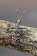 a longhorn beetle called Rhagium inquisitor