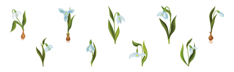 Wall Mural - Snowdrops Spring Flowers on Green Stem Vector Set