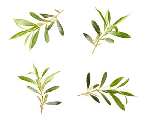 Olive tree branch isolated on white background.