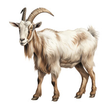 Farm Animal Element. Watercolor Goat Illustration.