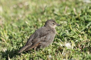 Juvenile starling (Sturnus vulgaris) on the grass