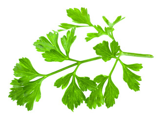 Wall Mural - A sprig of parsley with leaves isolated on a white background