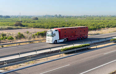 Wall Mural - Animal transporter truck driving on a highway. Semi-trailer truck with farm animals in trailer on motorway. Livestock transportation logistics. Livestock truck farm animal transportation.