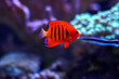 The flame angelfish - (Centropyge loricula)