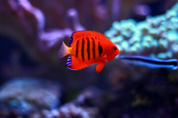 Wall Mural - The flame angelfish - (Centropyge loricula)