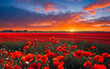 evening sunset over a poppy field