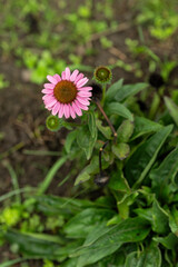 Canvas Print - Pink arnica flower outdoors with green leaves.