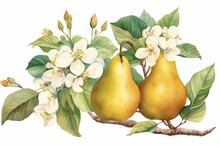 Pear Illustration With Leaves, Flower And Fruits On White Background. Vintage Botanical Watercolor By Giorgio Gallesio, Published In Pisa, Italy. Generative AI