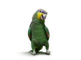 Parrot walking and dancing 