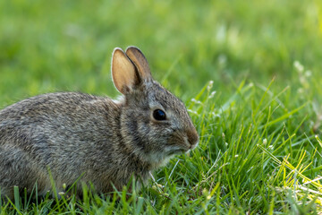 Sticker - Small young Eastern Cottontail Rabbit, Sylvilagus floridanus, in green grass with soft dappled sunlight