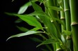 a plant known as lucky bamboo. Generative AI