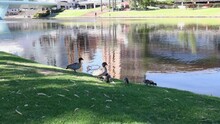A Flock Of Ducks Along The River Torrens Near The Adelaide Oval