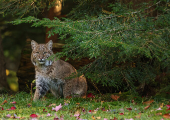 Wall Mural - bobcat in the woods