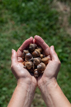 Woman holding northern red oak acorns in her hands. Quercus rubra acorns.