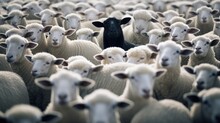 A Black Sheep Surround With Normal White Sheep.