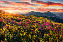 Great Sunset In Carpathian Mountains With Blooming Hill, Ukraine, Europe. Splendid Summer View Of Pink Rhododendron Flowers On The Rolling Hills. Beauty Of Nature Concept Background..