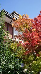 Wall Mural - Red leaves on a tree