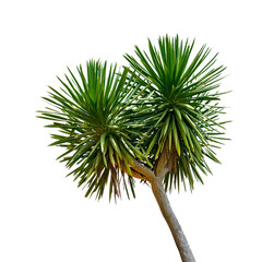 Poster - Green leaves pattern, leaf Dracaena loureiri Gagnep isolated