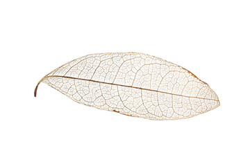 skeleton leaf isolated on a white background