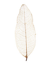 skeleton leaf isolated on a white background