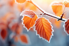Beautiful Colorful Nature With Bright Orange Leaves Covered With Frost In Late Autumn Or Early Winter.