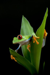 Wall Mural - Red-eyed tree frog hanging on a tree