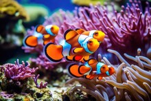 Amphiprion Ocellaris Clownfish And Anemone In Sea.