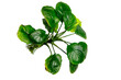 Top View of Anubias Nana Coin popular aquatic plants isolated on transparent background. PNG transparency