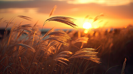 Wall Mural - Sunset over grass blowing in the wind