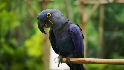 Wall Mural - Close-up of a Hyacinth Macaw perched on a branch. It is the largest Macaw in the world.