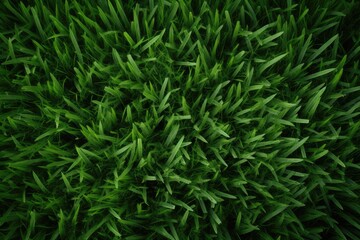 Sticker - Green grass texture background. Top view of fresh spring green grass, directly above shot of fresh green grass or lawn, AI Generated