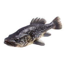 Coelacanth Fish Isolated On Transparent Background,transparency 