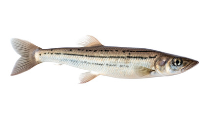 Freshwater Fish isolated on transparent background,transparency 