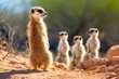 meerkats standing guard while others forage