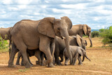 Fototapeta Natura - Elephant herd walking in the green season in a Game Reserve in the Tuli Block in Botswana.